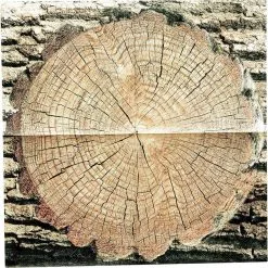 Havercamp Cut Timber Lunch Napkins 16ct -Costume Party Decor Store 827025 02