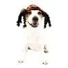 Rasta Dog Costume 2 Rasta Dog Costume -Costume Party Decor Store P751883