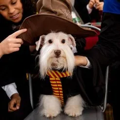 Party City Gryffindor Dog Hoodie Costume - Harry Potter -Costume Party Decor Store P947328 05